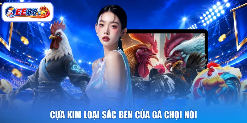 Cựa kim loại sắc bén của gà chọi nòi
